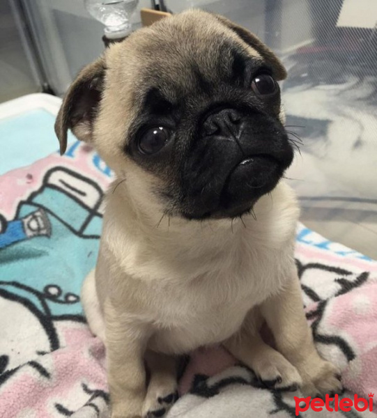 Pug, Köpek  Meks fotoğrafı