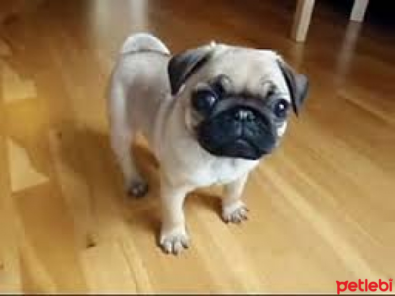 Pug, Köpek  Meks fotoğrafı