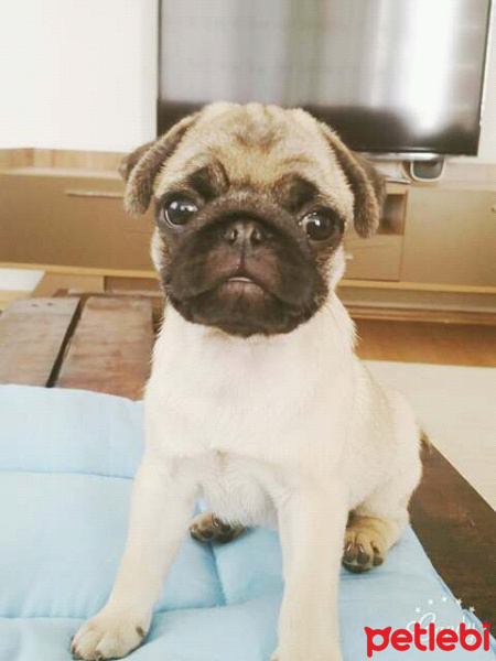 Pug, Köpek  Meks fotoğrafı