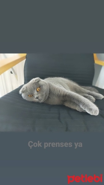 Scottish Fold, Kedi  Mia fotoğrafı