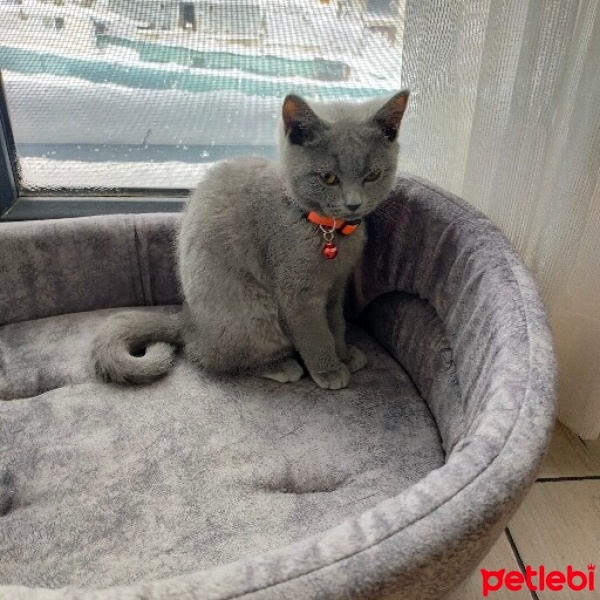 British Shorthair, Kedi  Sasha fotoğrafı
