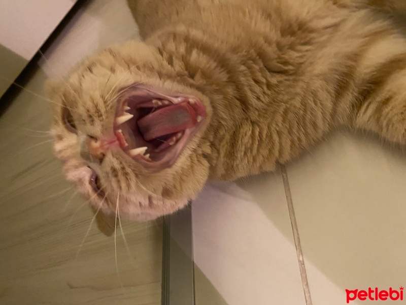 Scottish Fold, Kedi  Luna fotoğrafı