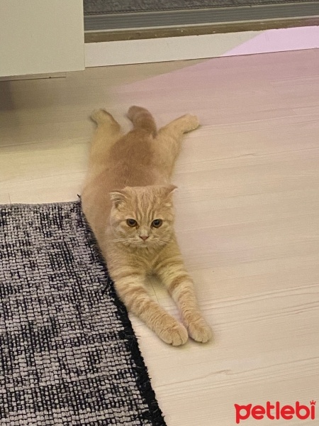 Scottish Fold, Kedi  Luna fotoğrafı