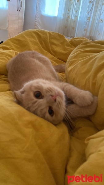 Scottish Fold, Kedi  Luna fotoğrafı