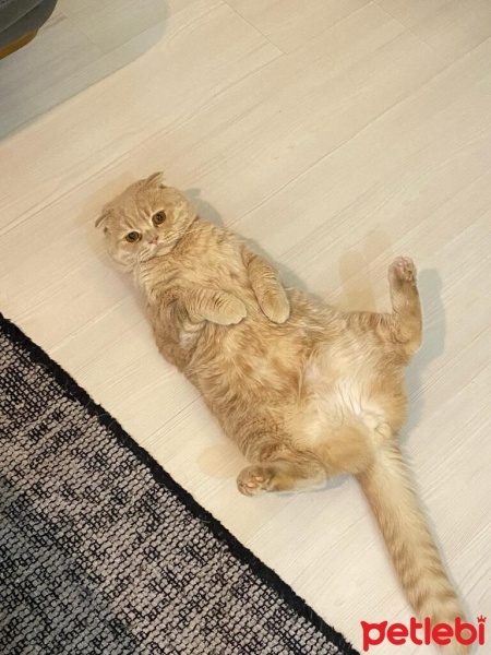 Scottish Fold, Kedi  Luna fotoğrafı
