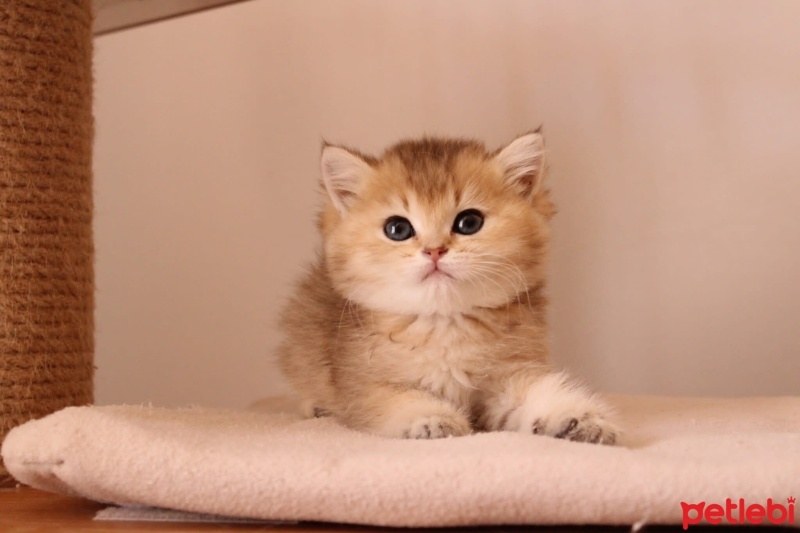 British Shorthair, Kedi  Mia fotoğrafı