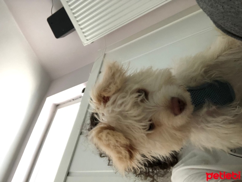 Maltese, Köpek  bambi fotoğrafı