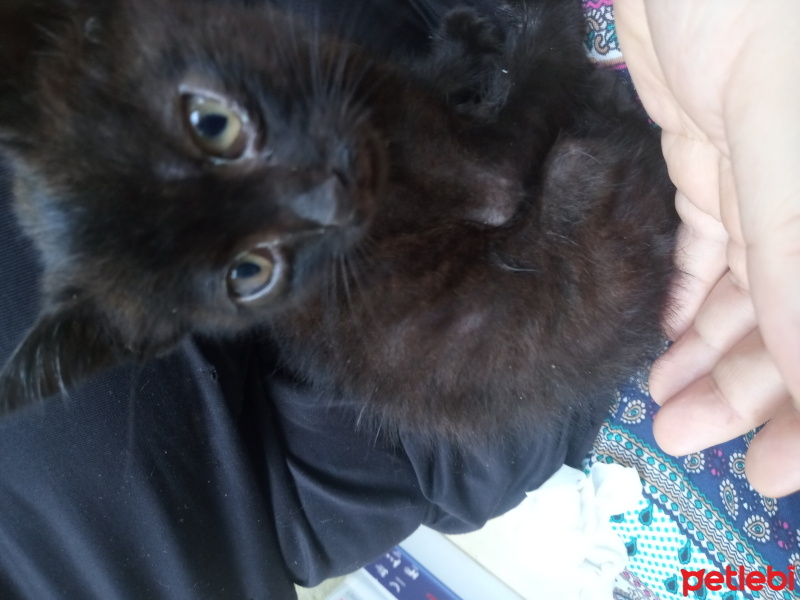 Tekir Kedi, Kedi  Zeytin fotoğrafı