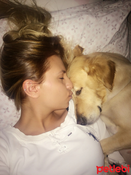 Golden Retriever, Köpek  Shila fotoğrafı
