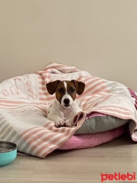 Jack Russell Terrier, Köpek  Pera fotoğrafı