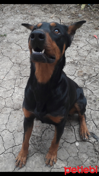 Doberman Pinscher, Köpek  hector fotoğrafı