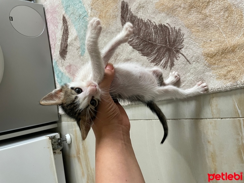 Tekir Kedi, Kedi  Papatya fotoğrafı