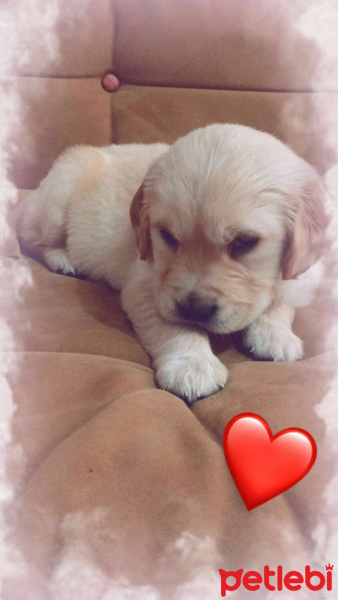 Golden Retriever, Köpek  Paşa fotoğrafı