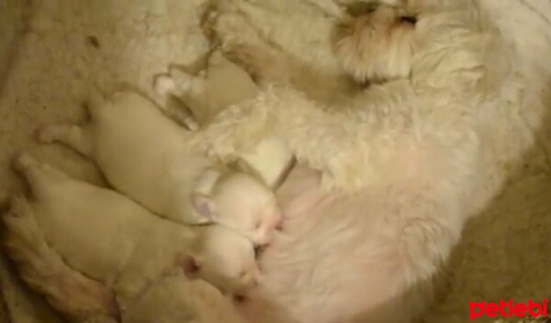 Maltese, Köpek  Baydil fotoğrafı