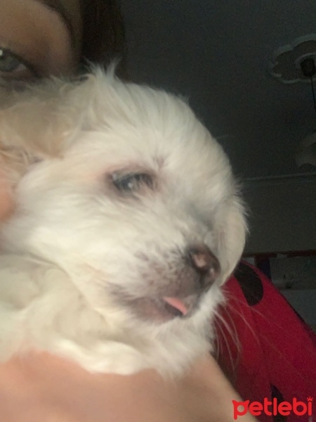 Maltese, Köpek  Baydil fotoğrafı