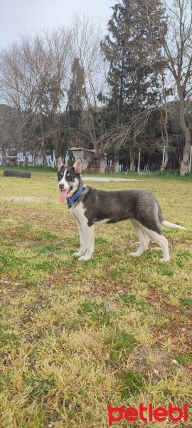 Sibirya Kurdu (Husky), Köpek  VENÜS fotoğrafı