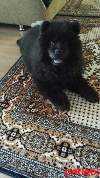 Chow Chow (çin Aslanı), Köpek  pascal fotoğrafı