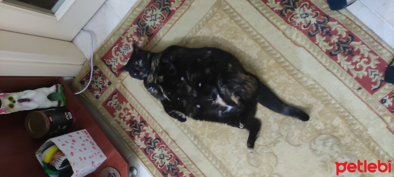 Tekir Kedi, Kedi  Minnoş fotoğrafı