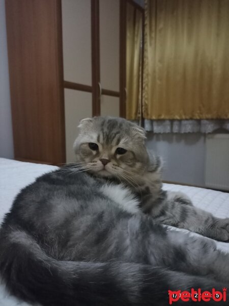 Scottish Fold, Kedi  Edward fotoğrafı