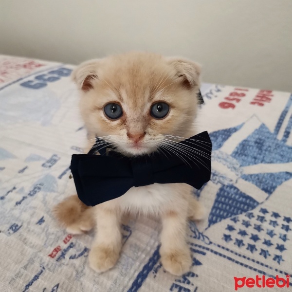Scottish Fold, Kedi  Bulut fotoğrafı