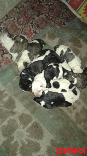 Amerikan Pitbull Terrier, Köpek  Tombikler  fotoğrafı