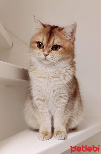 British Shorthair, Kedi  Boncuk fotoğrafı