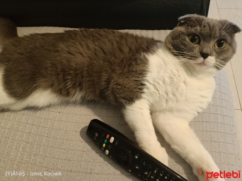 Scottish Fold, Kedi  Paşa fotoğrafı