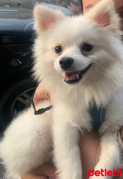 Pomeranyalı, Köpek  Yuki fotoğrafı