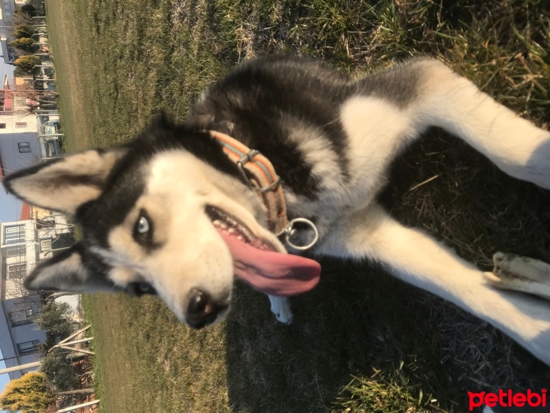 Sibirya Kurdu (Husky), Köpek  Maya fotoğrafı