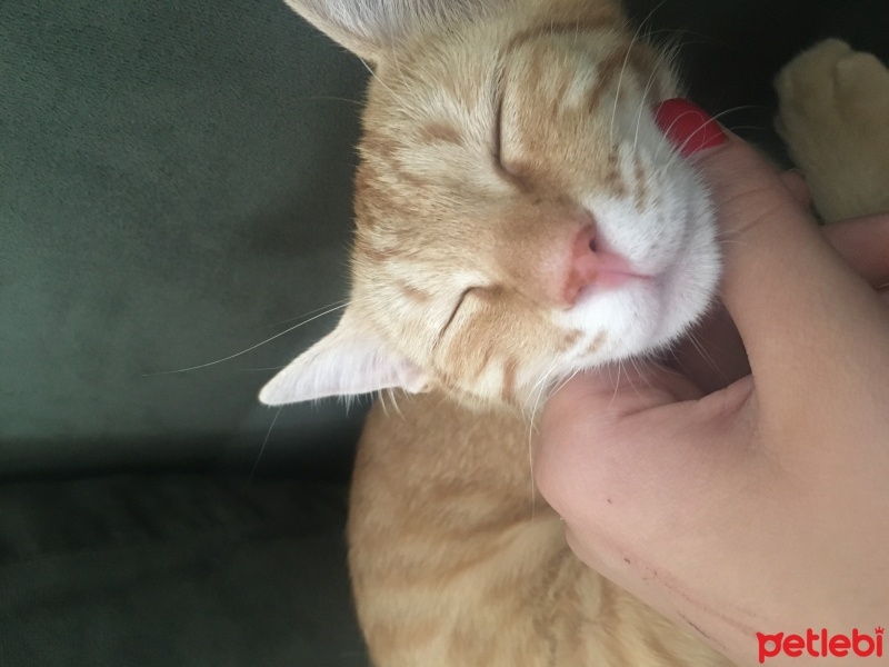 Sarman, Kedi  Luna fotoğrafı