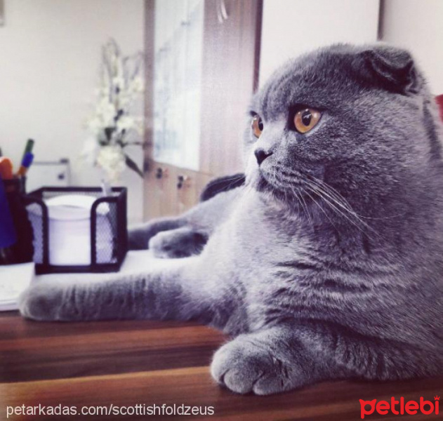 Scottish Fold, Kedi  Zeus fotoğrafı