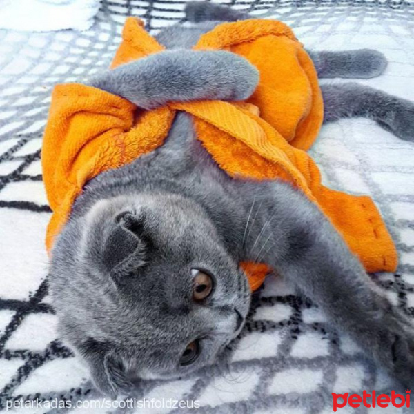 Scottish Fold, Kedi  Zeus fotoğrafı