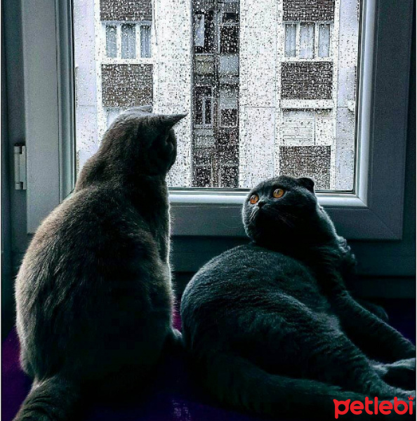 Scottish Fold, Kedi  Zeus fotoğrafı