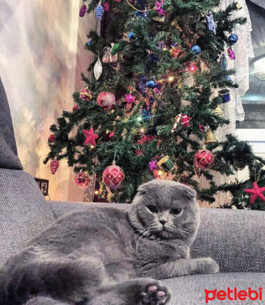 Scottish Fold, Kedi  Zeus fotoğrafı