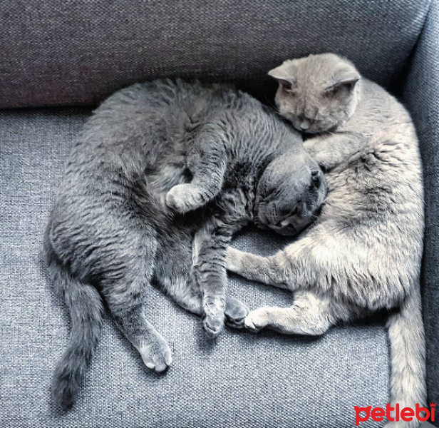 Scottish Fold, Kedi  Zeus fotoğrafı