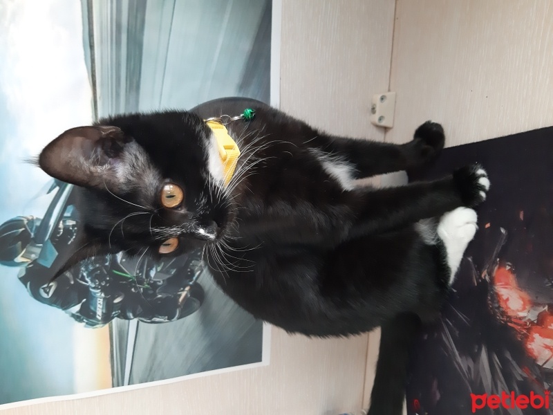 Tuxedo (Smokin) Kedi, Kedi  Gece fotoğrafı