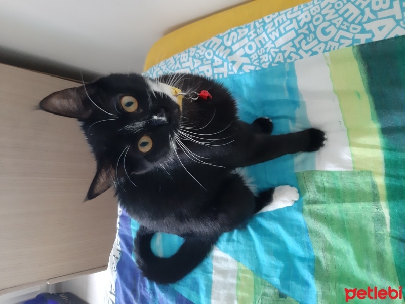 Tuxedo (Smokin) Kedi, Kedi  Gece fotoğrafı