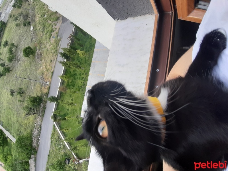 Tuxedo (Smokin) Kedi, Kedi  Gece fotoğrafı