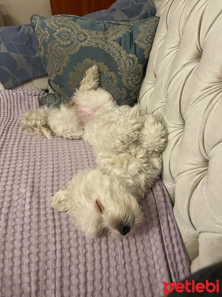 Maltese, Köpek  Bella fotoğrafı