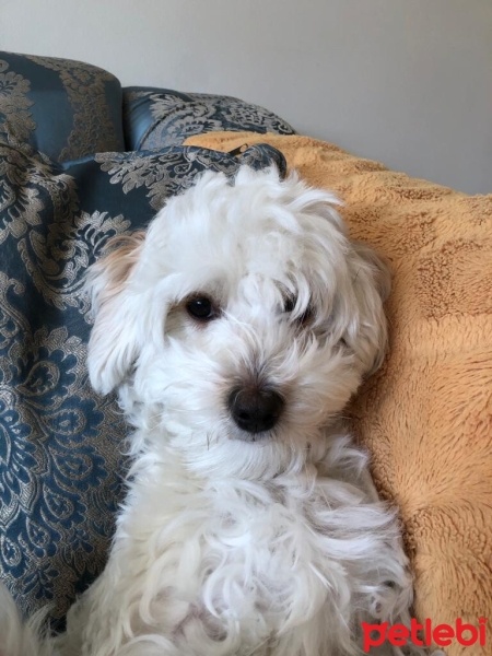 Maltese, Köpek  Bella fotoğrafı