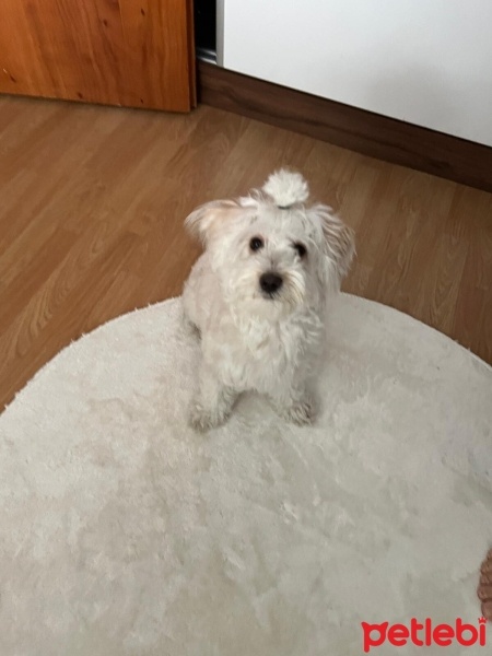 Maltese, Köpek  Bella fotoğrafı