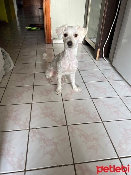 Maltese, Köpek  Bella fotoğrafı