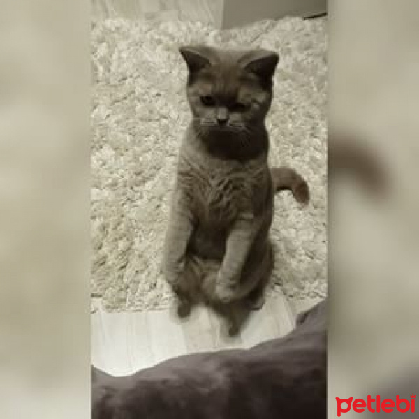 British Shorthair, Kedi  Venüs fotoğrafı