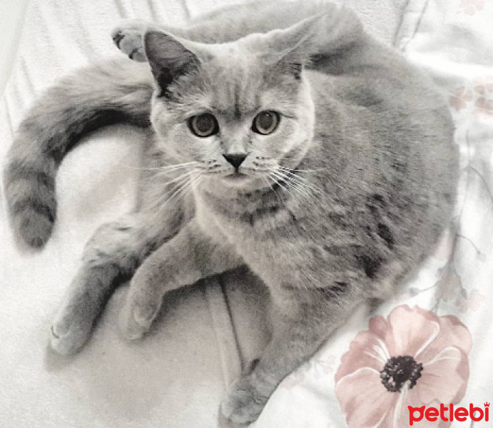 British Shorthair, Kedi  Venüs fotoğrafı