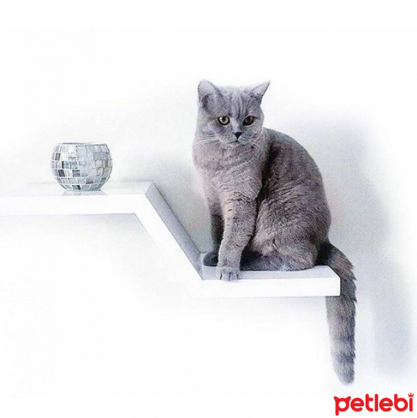 British Shorthair, Kedi  Venüs fotoğrafı