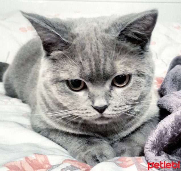 British Shorthair, Kedi  Venüs fotoğrafı