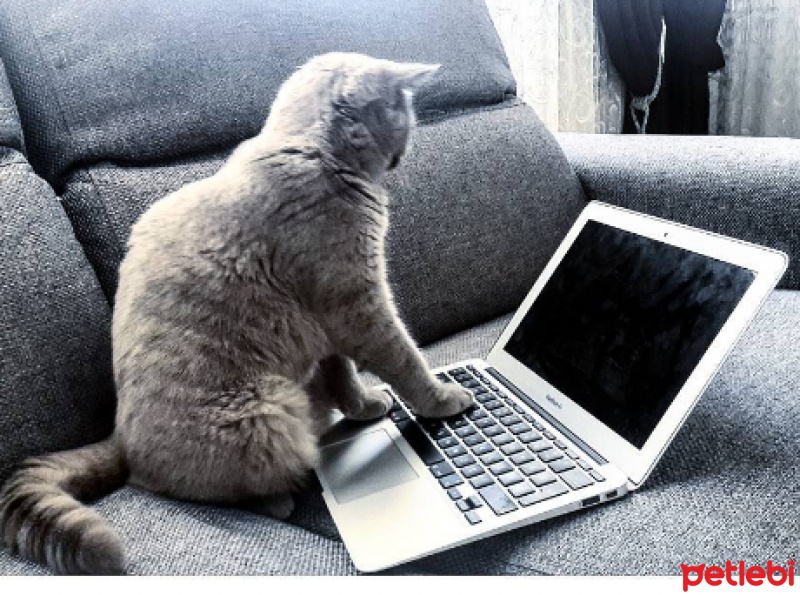 British Shorthair, Kedi  Venüs fotoğrafı