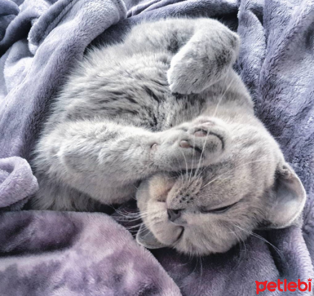 British Shorthair, Kedi  Venüs fotoğrafı