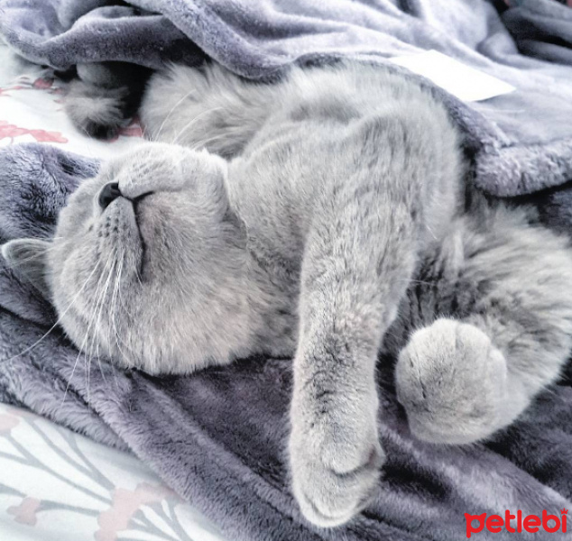 British Shorthair, Kedi  Venüs fotoğrafı