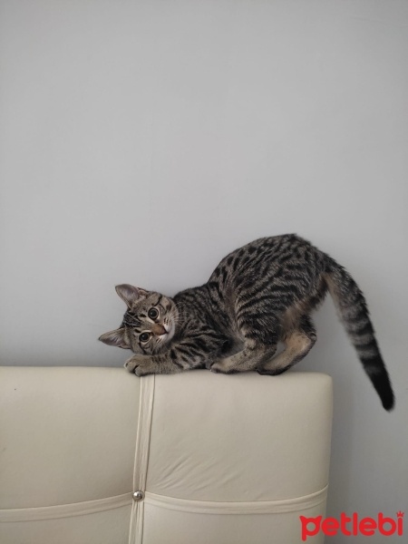 Tekir Kedi, Kedi  papatya fotoğrafı